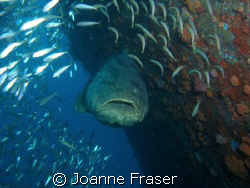 THIS DIVE WAS AWESOME !!! by Joanne Fraser 